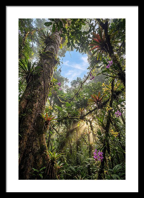 Inside Amazon Rainforest Canopy