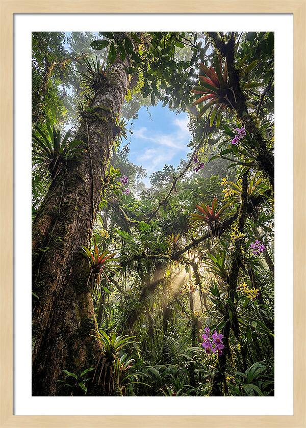 Inside Amazon Rainforest Canopy