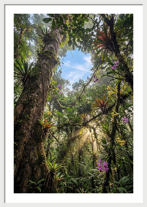 Inside Amazon Rainforest Canopy