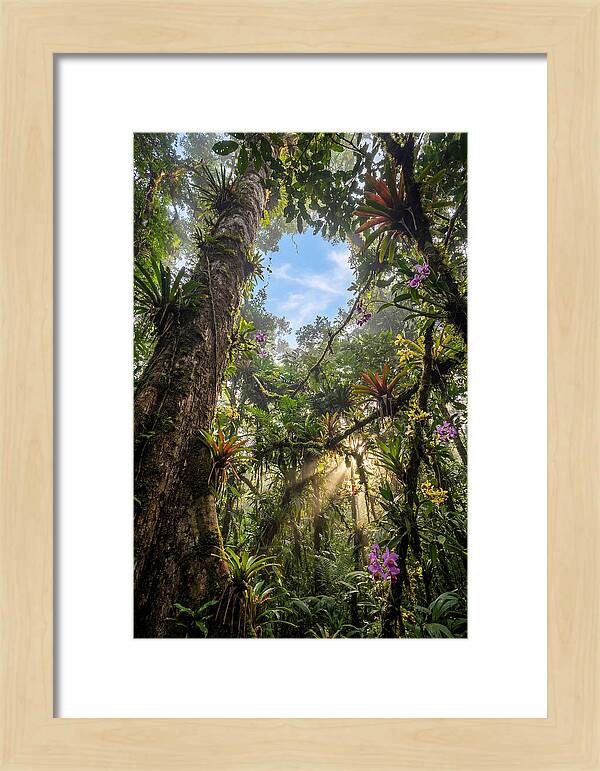 Inside Amazon Rainforest Canopy