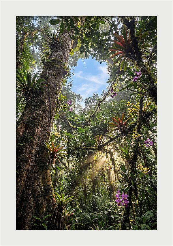 Inside Amazon Rainforest Canopy