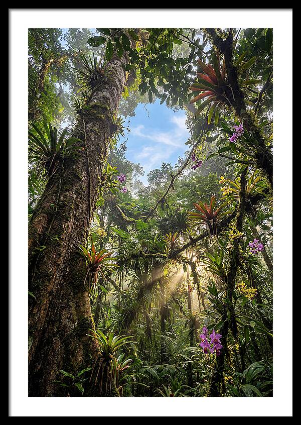 Inside Amazon Rainforest Canopy