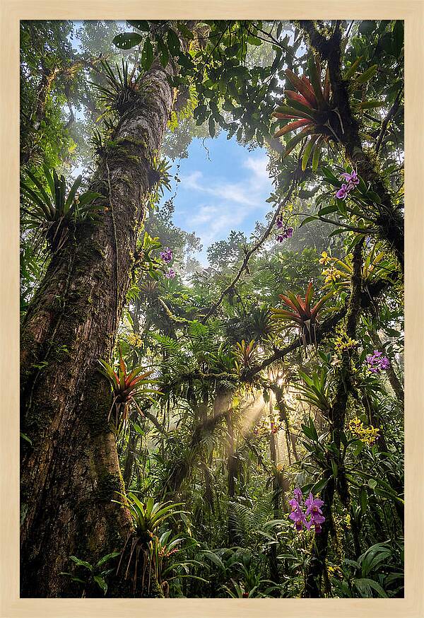Inside Amazon Rainforest Canopy