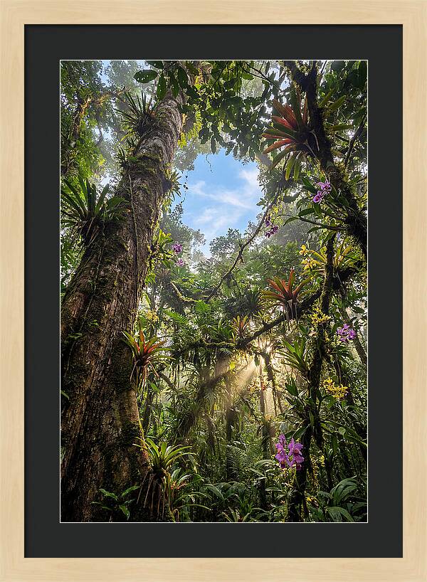 Inside Amazon Rainforest Canopy