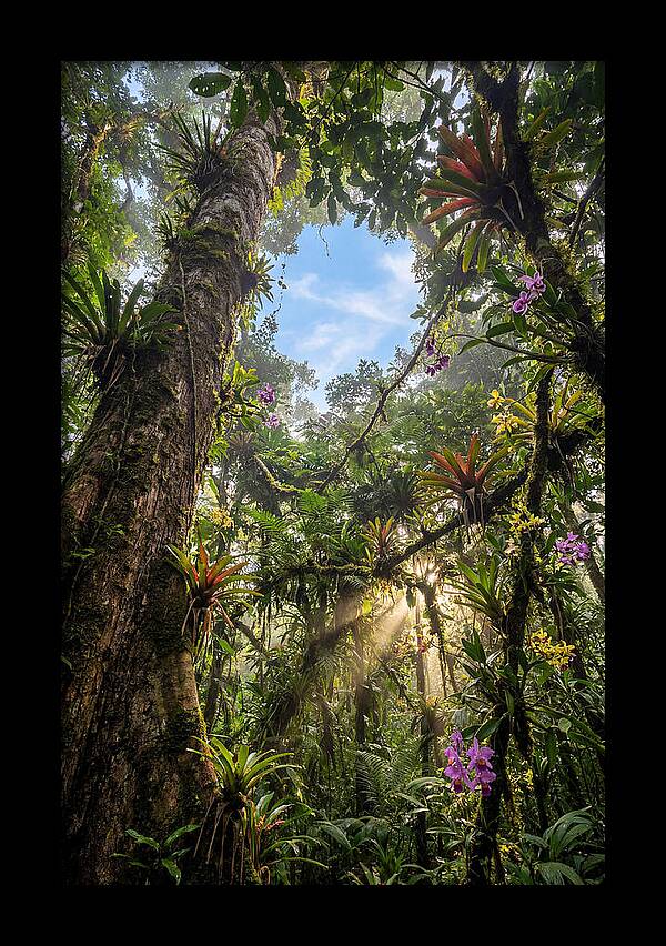 Inside Amazon Rainforest Canopy