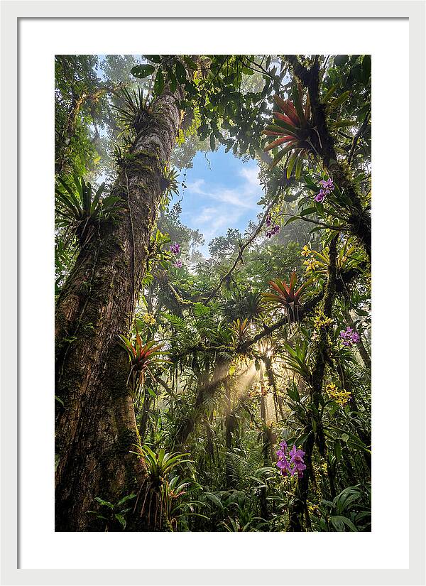 Inside Amazon Rainforest Canopy