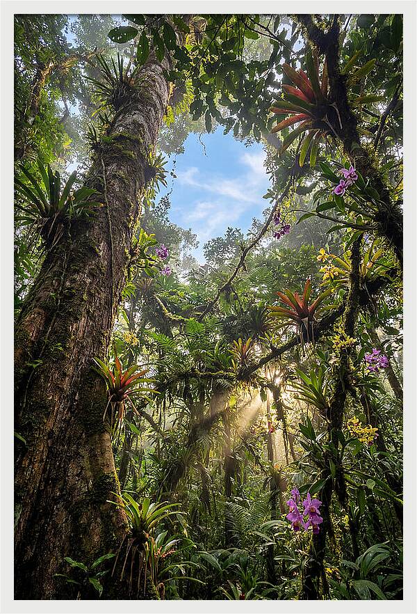 Inside Amazon Rainforest Canopy