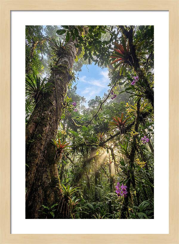 Inside Amazon Rainforest Canopy