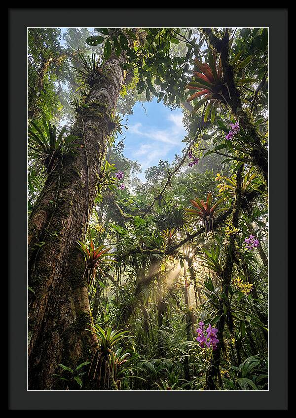 Inside Amazon Rainforest Canopy