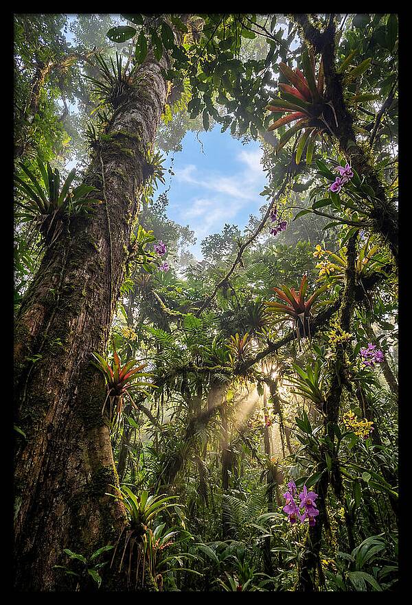 Inside Amazon Rainforest Canopy