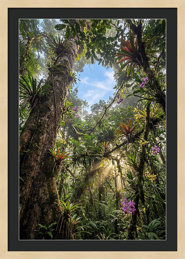 Inside Amazon Rainforest Canopy
