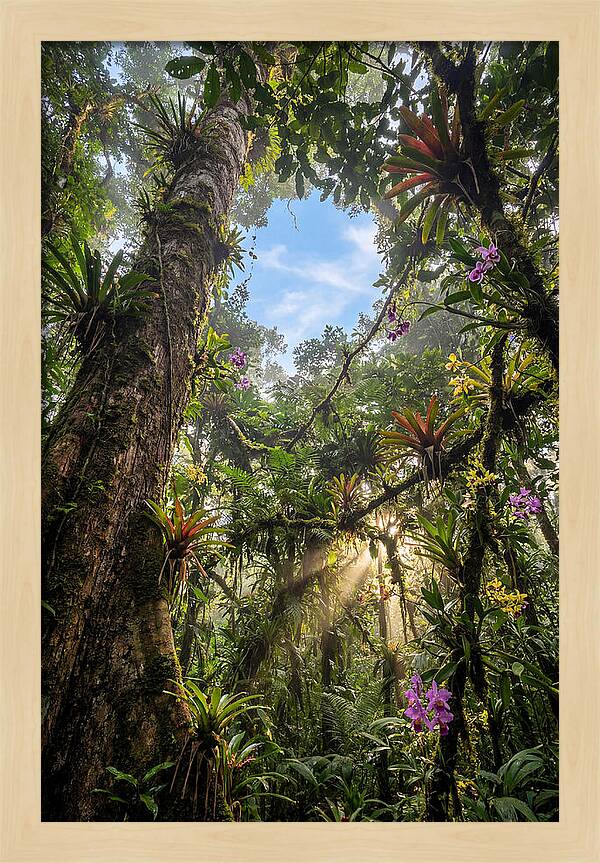 Inside Amazon Rainforest Canopy