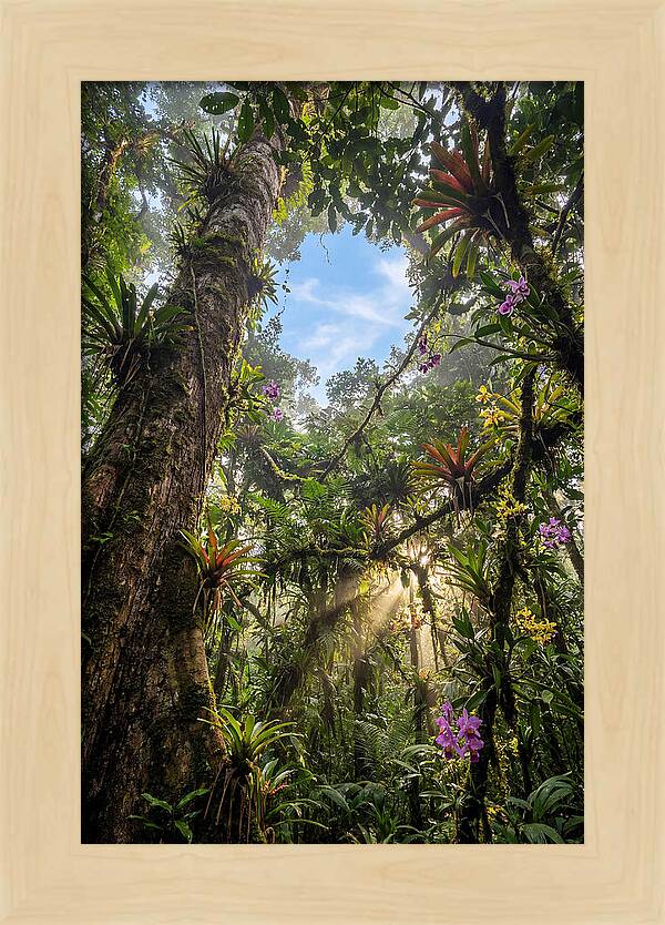 Inside Amazon Rainforest Canopy