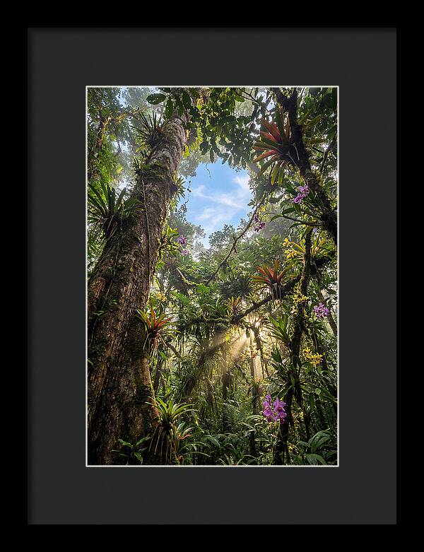 Inside Amazon Rainforest Canopy