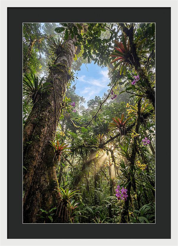 Inside Amazon Rainforest Canopy