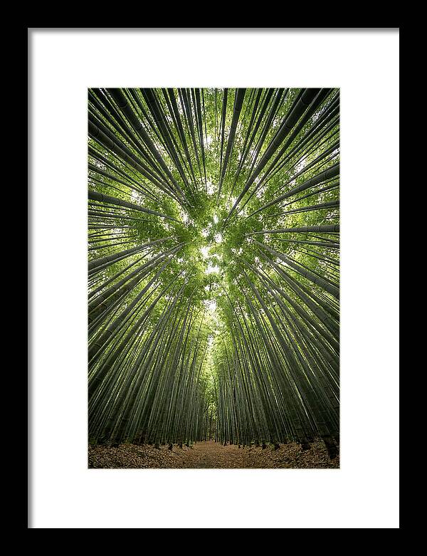 Inside Arashiyama Bamboo Grove