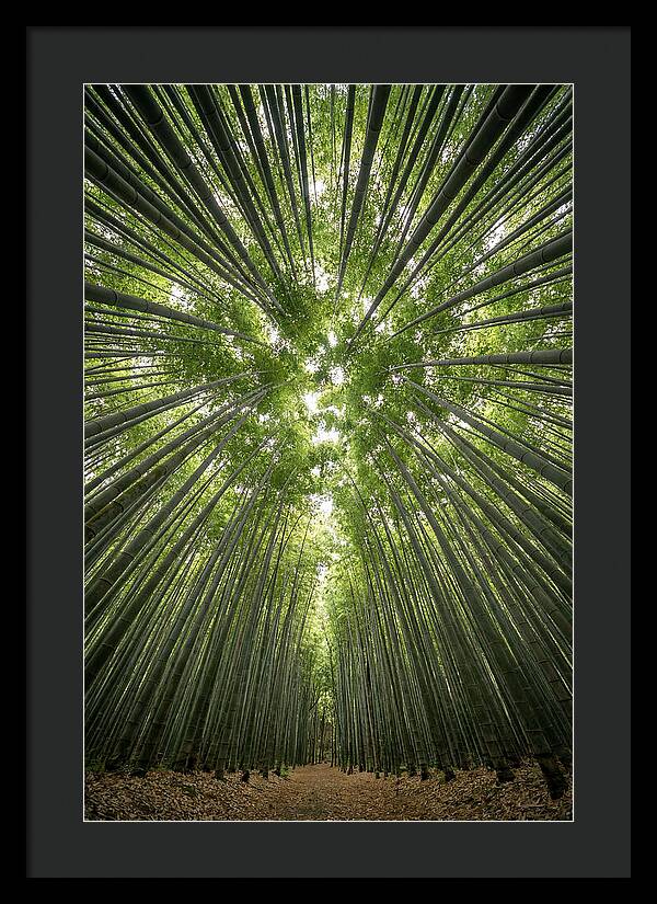 Inside Arashiyama Bamboo Grove