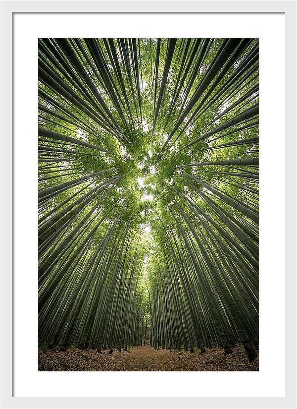 Inside Arashiyama Bamboo Grove