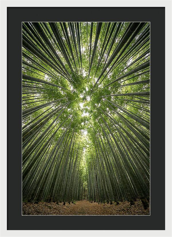 Inside Arashiyama Bamboo Grove
