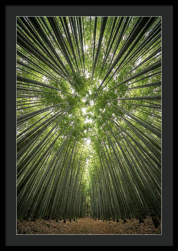Inside Arashiyama Bamboo Grove