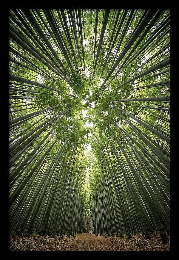 Inside Arashiyama Bamboo Grove