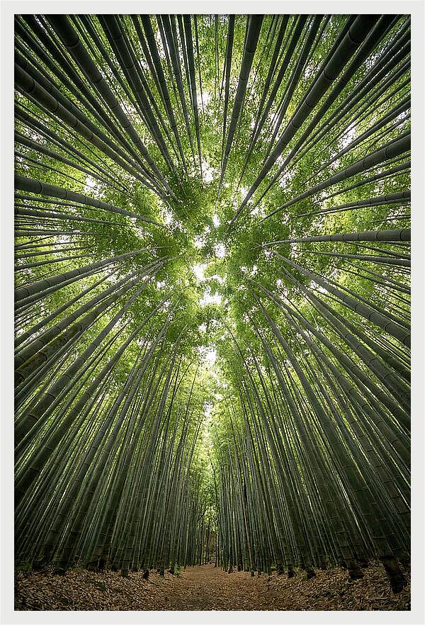 Inside Arashiyama Bamboo Grove