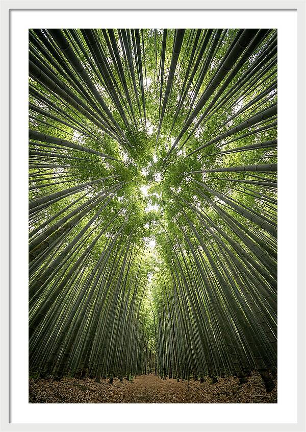 Inside Arashiyama Bamboo Grove