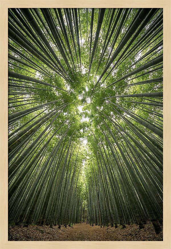 Inside Arashiyama Bamboo Grove