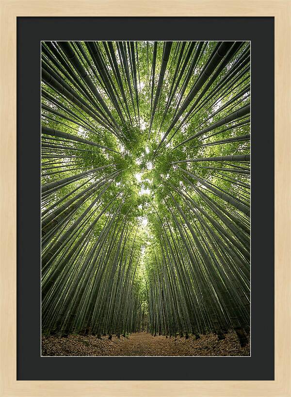 Inside Arashiyama Bamboo Grove