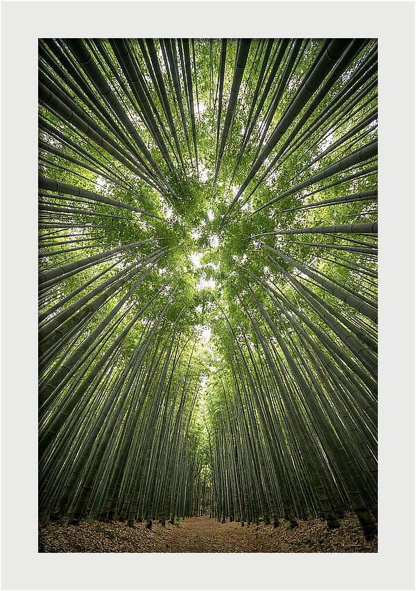 Inside Arashiyama Bamboo Grove