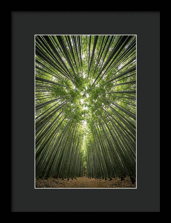 Inside Arashiyama Bamboo Grove