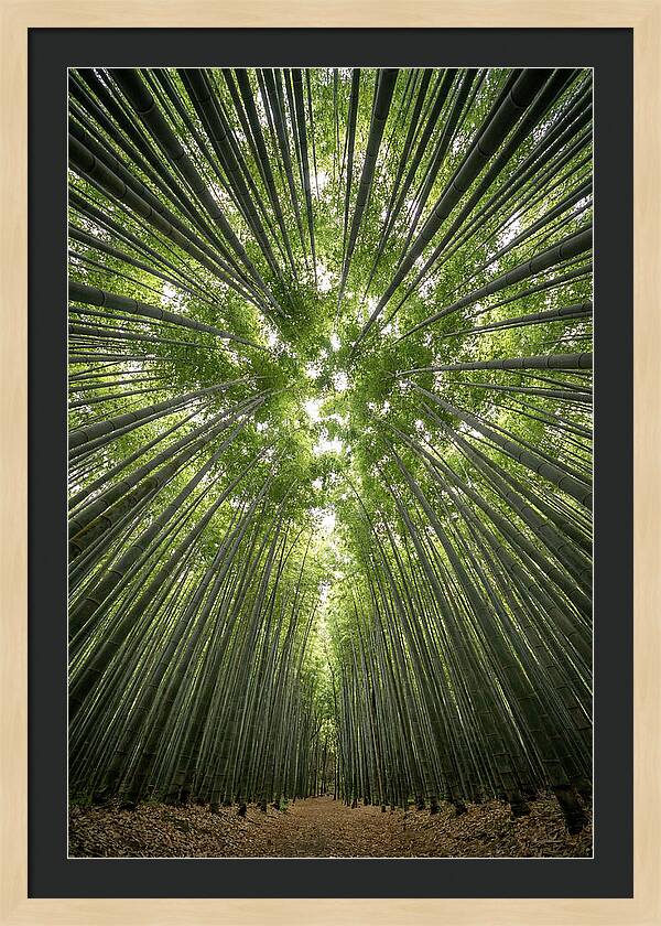 Inside Arashiyama Bamboo Grove