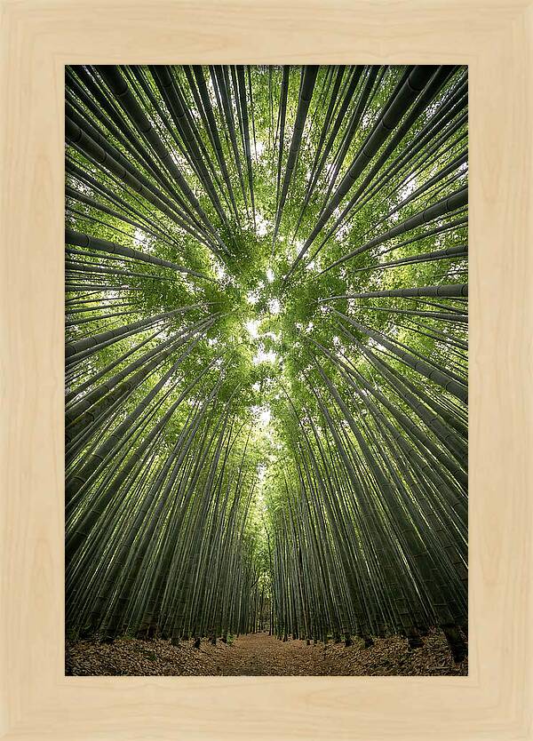 Inside Arashiyama Bamboo Grove