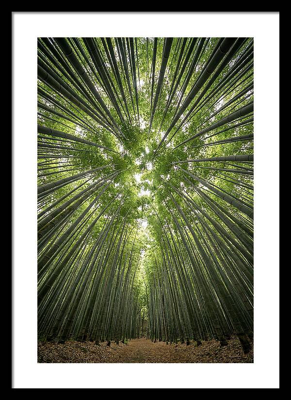 Inside Arashiyama Bamboo Grove