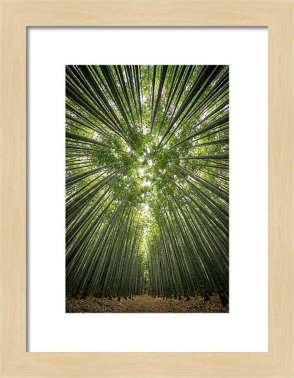 Inside Arashiyama Bamboo Grove