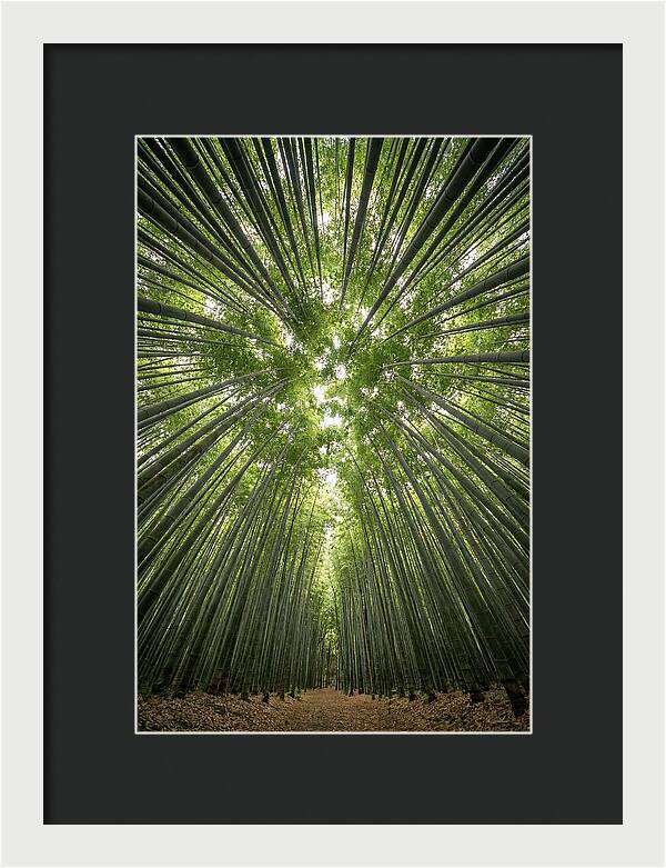 Inside Arashiyama Bamboo Grove