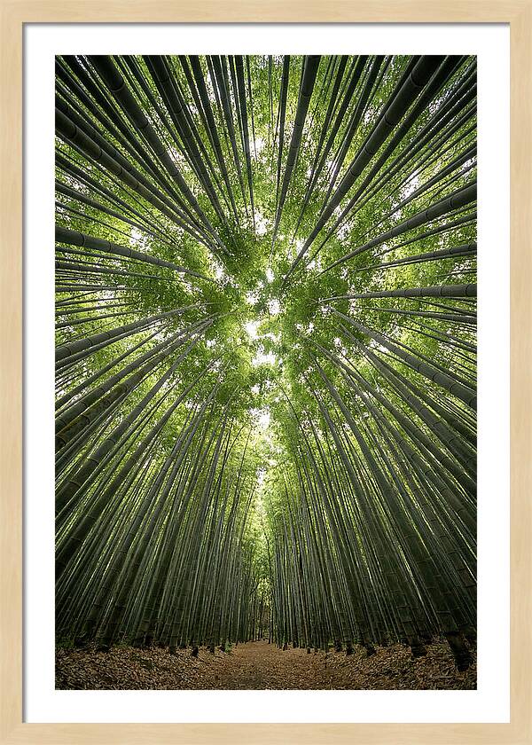 Inside Arashiyama Bamboo Grove