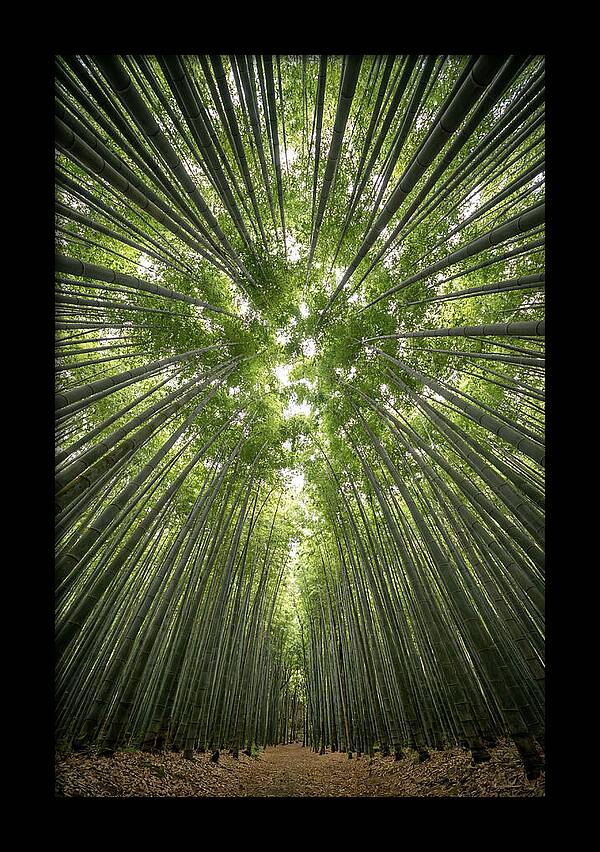 Inside Arashiyama Bamboo Grove