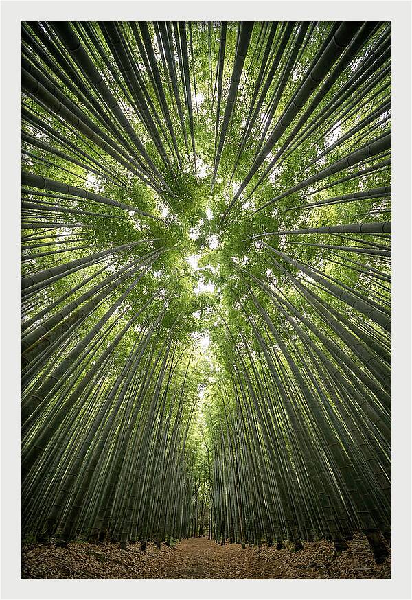 Inside Arashiyama Bamboo Grove