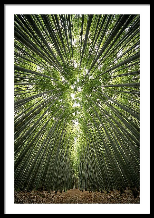 Inside Arashiyama Bamboo Grove