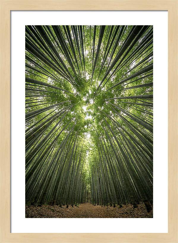 Inside Arashiyama Bamboo Grove
