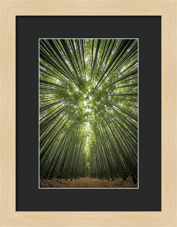 Inside Arashiyama Bamboo Grove