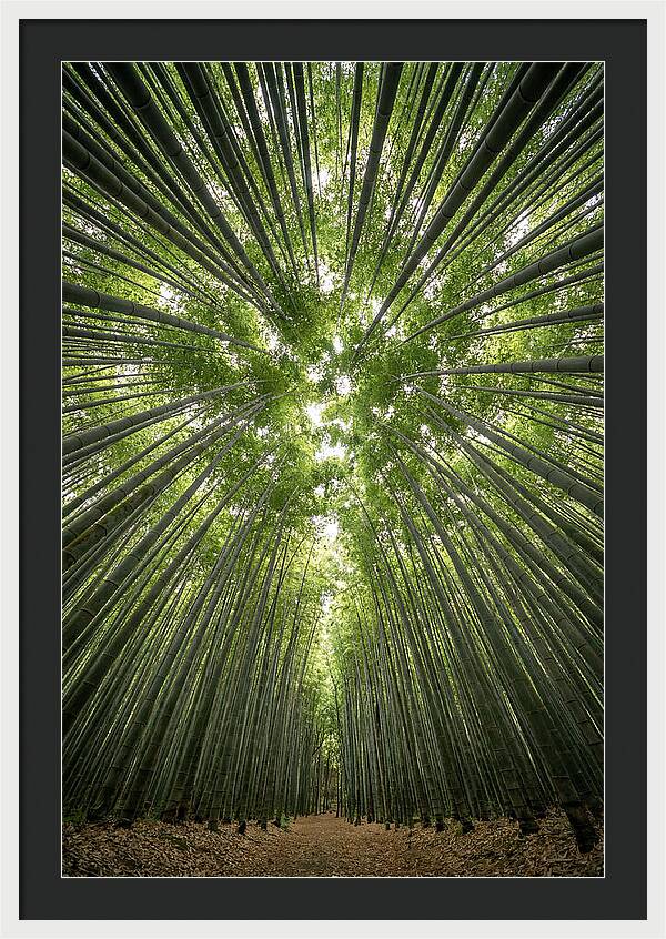 Inside Arashiyama Bamboo Grove