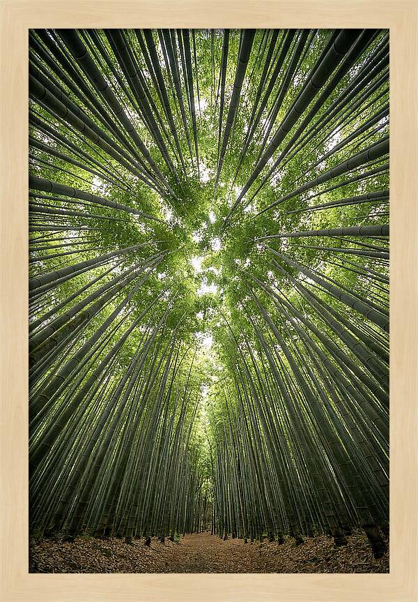 Inside Arashiyama Bamboo Grove
