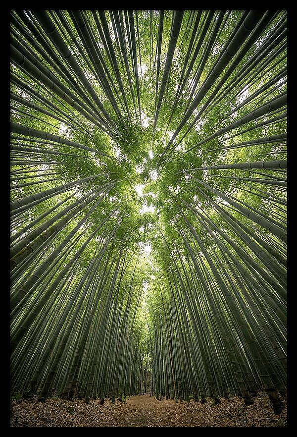Inside Arashiyama Bamboo Grove