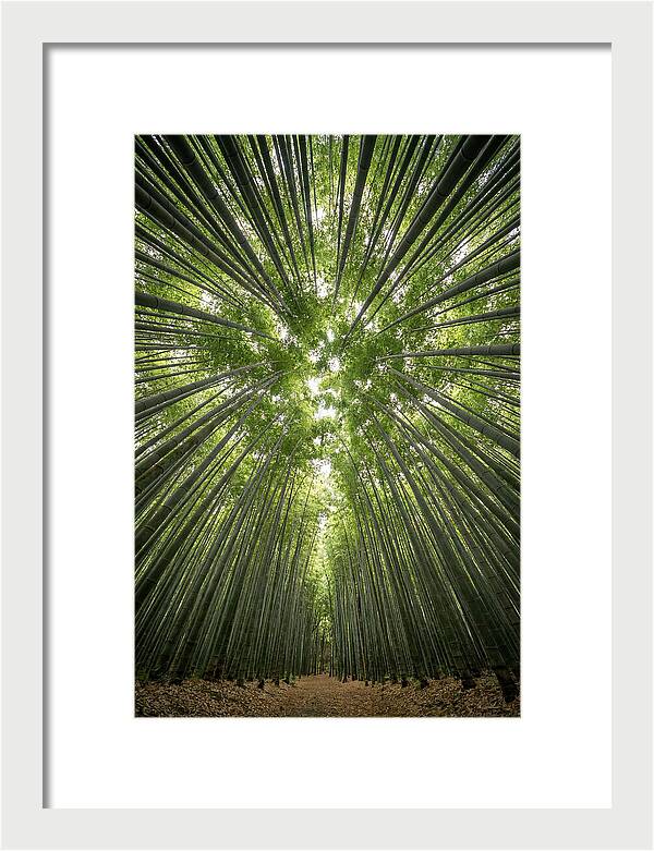 Inside Arashiyama Bamboo Grove