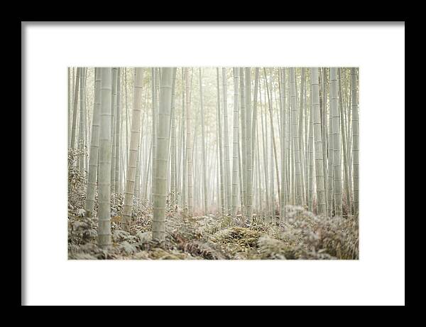 Inside Arashiyama Bamboo Grove