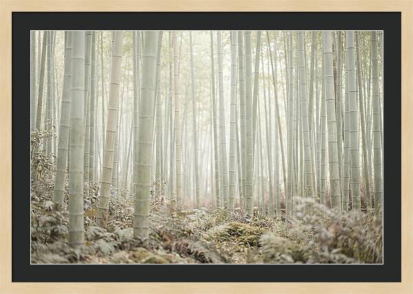Inside Arashiyama Bamboo Grove