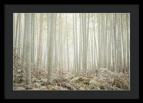 Inside Arashiyama Bamboo Grove