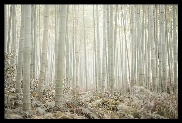 Inside Arashiyama Bamboo Grove